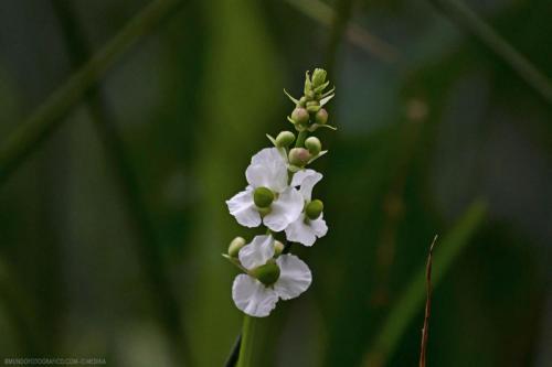 flor-blanca-de-agua