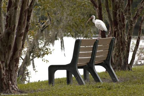 thornbill-en-asiento