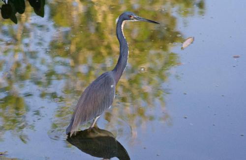 GreyHeron